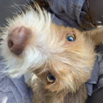 Laverna -  Mixed Breed Dog for Adoption in Leander, Texas - Laverna | PetCurious