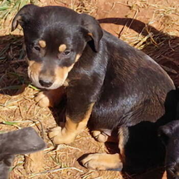 Rescue Rottweiler and Spaniel Dogs for Adoption in Rutherfordton, North Carolina - Huntley | PetCurious
