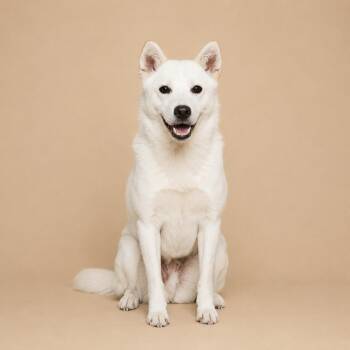 Star -  Jindo Dog for Adoption in New York, New York - Star | PetCurious