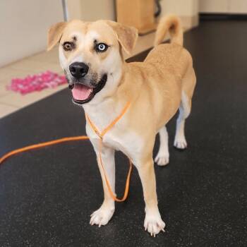 Labrador Retriever and Siberian Husky Dogs Available for Adoption in Pasadena, California - Aries | PetCurious