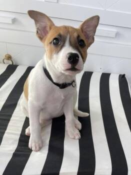Terrier Dogs Available for Adoption - Zola | PetCurious