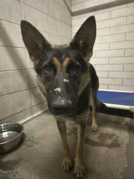 German Shepherd Dog Dogs Available for Adoption in Stockton, California - IVY | PetCurious