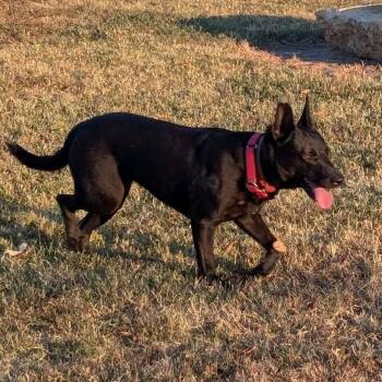 Beth -  German Shepherd Dog and Mixed Breed Dog for Adoption in Wichita, Kansas - Beth | PetCurious