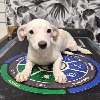 Hazel -  Mixed Breed Dog for Adoption in Wahiawa, Hawaii - Hazel | PetCurious