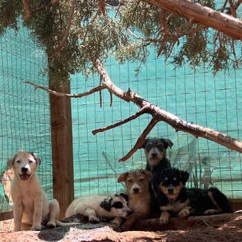 JamWam -  Mixed Breed Dog for Adoption in Moab, Utah - JamWam | PetCurious