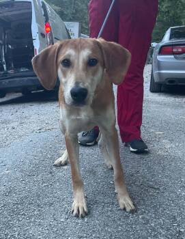 Tilly -  Hound Dog for Adoption in Frenchburg, Kentucky - Tilly | PetCurious