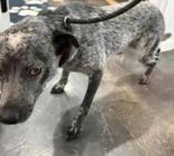 Wickle -  Australian Cattle Dog Blue Heeler Dog for Adoption in Munfordville, Kentucky - Wickle | PetCurious