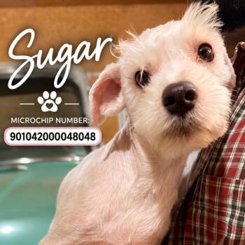 Sugar -  Miniature Schnauzer Dog for Adoption in Danville, Vermont - Sugar | PetCurious