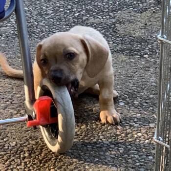 Chihuahua and Mixed Breed Dogs Available for Adoption in Sacramento, California - Popeye | PetCurious