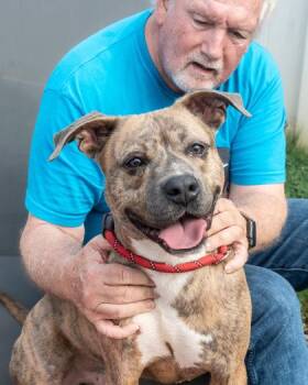 Glenex -  Mixed Breed Dog for Adoption in Chamblee, Georgia - Glenex | PetCurious