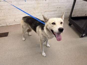 VIVIAN -  Siberian Husky and German Shepherd Dog Dog for Adoption in San Bernardino, California - VIVIAN | PetCurious