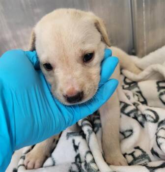 Labrador Retriever Dogs Available for Adoption in San Antonio, Texas - PEANUT | PetCurious