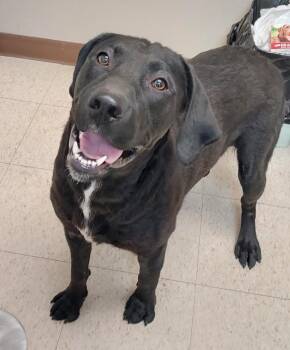 Poncho(Drake) -  Labrador Retriever and Treeing Walker Coonhound Dog for Adoption in Mocksville, North Carolina - Poncho(Drake) | PetCurious