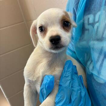 Chihuahua Dogs Available for Adoption - Ruru | PetCurious