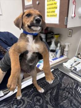 SKY LYNX -  German Shepherd Dog and Mixed Breed Dog Available for Adoption in Norco, California - SKY LYNX | PetCurious