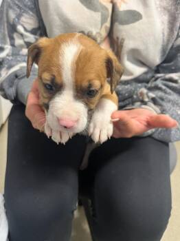 Hadley -  Terrier Dog for Adoption in Hopkinsville, Kentucky - Hadley | PetCurious