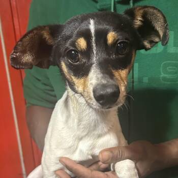Rat Terrier Dogs Available for Adoption in Brookshire, Texas - Titan - Local April 26 | PetCurious