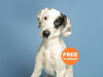 Bluetick Coonhound Dogs Available for Adoption in Phoenix, Arizona - PAW PAW | PetCurious