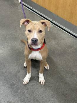 Pit Bull Terrier Dogs Available for Adoption - TUCAN | PetCurious