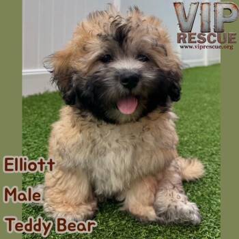 Elloitt / Redington Beach -  Yorkshire Terrier and Shih Tzu Dog for Adoption in Redington Beach, Florida - Elloitt / Redington Beach | PetCurious
