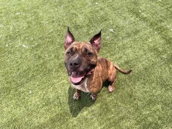 CENTER -  Pit Bull Terrier Dog for Adoption in Rowlett, Texas - CENTER | PetCurious