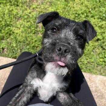 Mixed Breed Dogs Available for Adoption - Autry  | PetCurious