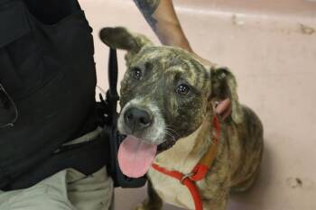 MARIE -  Mixed Breed Dog for Adoption in Columbia, South Carolina - MARIE | PetCurious