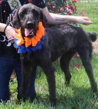 Standard Poodle and Labrador Retriever Dogs Available for Adoption in Pacolet, South Carolina - Enid Mar 26 | PetCurious