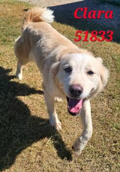Clara (Annie) -  Mixed Breed Dog for Adoption in Clarksville, Tennessee - Clara (Annie) | PetCurious