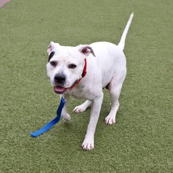 Mixed Breed Dogs Available for Adoption in Port Washington, New York - Mama Mia | PetCurious