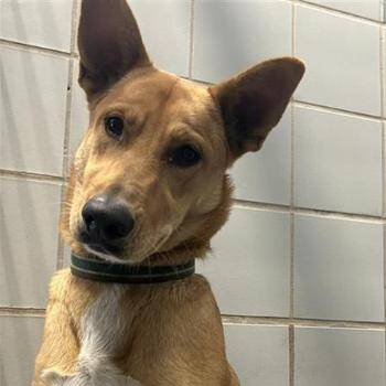Lisa -  German Shepherd Dog and Mixed Breed Dog for Adoption in Hagerstown, Maryland - Lisa | PetCurious