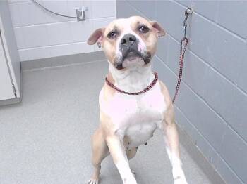 Boxer and Mixed Breed Dogs Available for Adoption in Omaha, Nebraska - DURDEN | PetCurious