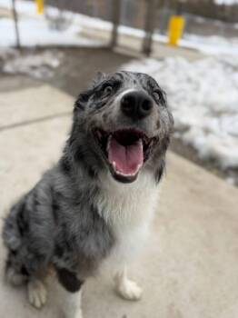 Border Collie Dogs Available for Adoption - Milo (ID 50519/706) | PetCurious