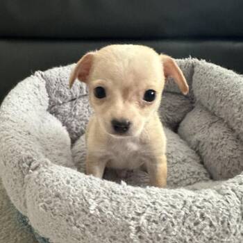 Mike -  Chihuahua and Mixed Breed Dog for Adoption in Sacramento, California - Mike | PetCurious