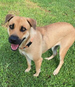 Rescue Black Mouth Cur Dogs for Adoption in Hobe Sound, Florida - Jill (Jilly-Bean) | PetCurious