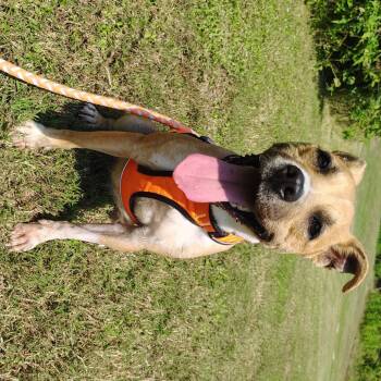 Rescue Terrier Dogs for Adoption in Springtown, Texas - 565 Reina | PetCurious