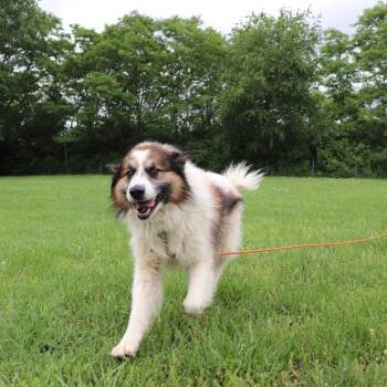 Great Pyrenees and Mixed Breed Dogs Available for Adoption in Springfield, Illinois - Bernard | PetCurious