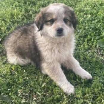 Mixed Breed Dogs Available for Adoption in Madison, Wisconsin - Bramble | PetCurious