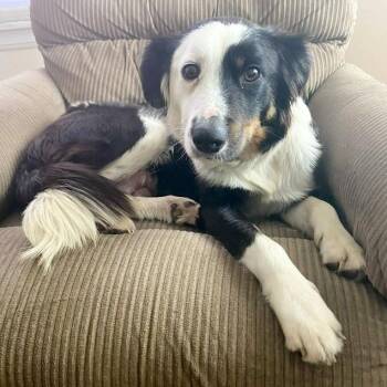 Sunni -  Border Collie Dog for Adoption in Ottawa Hills, Ohio - Sunni | PetCurious
