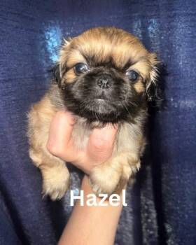 Hazel JC in MS -  Pekingese Dog for Adoption in Warwick, Rhode Island - Hazel JC In MS | PetCurious