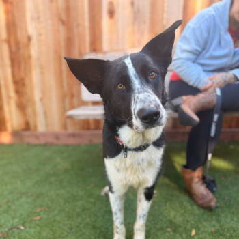 Rescue Mcnab and Mixed Breed Dogs for Adoption in Richmond, California - HERO | PetCurious