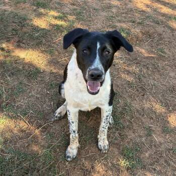 Australian Cattle Dog Blue Heeler and Border Collie Dogs Available for Adoption in Noble, Oklahoma - Clifford (Cliff) | PetCurious