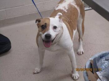 (30) -  Hound Dog for Adoption in Marietta, Georgia - (30) | PetCurious