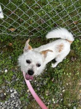 Jax -  Mixed Breed Dog for Adoption in Reisterstown, Maryland - Jax | PetCurious