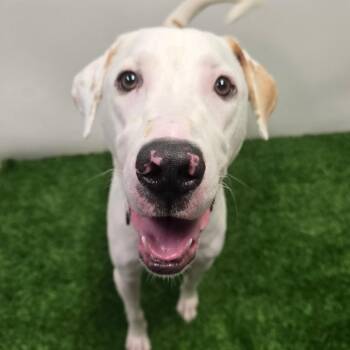Memo -  Mixed Breed Dog for Adoption in Columbia, Missouri - Memo | PetCurious
