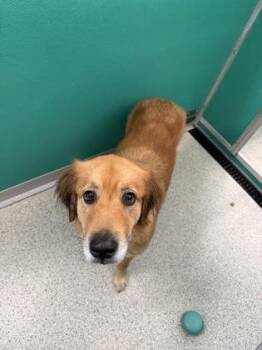 Mara -  Golden Retriever and Great Pyrenees Dog for Adoption in Pequot Lakes, Minnesota - Mara | PetCurious