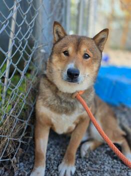 Shiba Inu Dogs Available for Adoption in Sprakers, New York - Paco | PetCurious