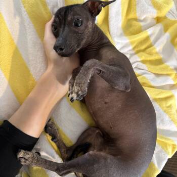 Chunky -  Xoloitzcuintli Mexican Hairless Dog for Adoption - Chunky | PetCurious