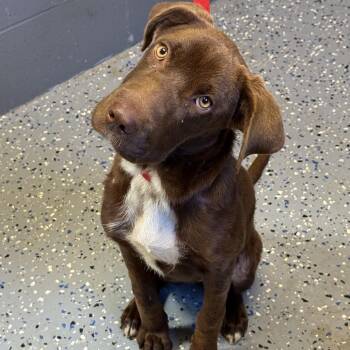TUSC-Stray-85010 -  Chocolate Labrador Retriever and Shar Pei Dog for Adoption in Tuscaloosa, Alabama - TUSC-Stray-85010 | PetCurious