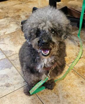 Boosie -  Poodle Dog for Adoption in Harrison, New York - Boosie | PetCurious